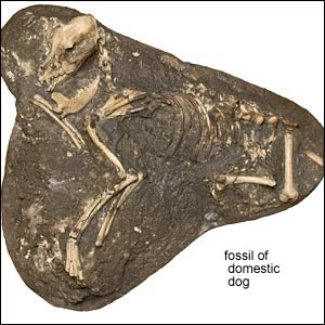 dog fossil